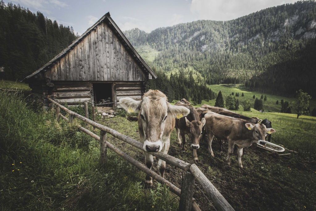 Gesaeuse, Gesäuse, Nationalpark, Steiermark, Styria