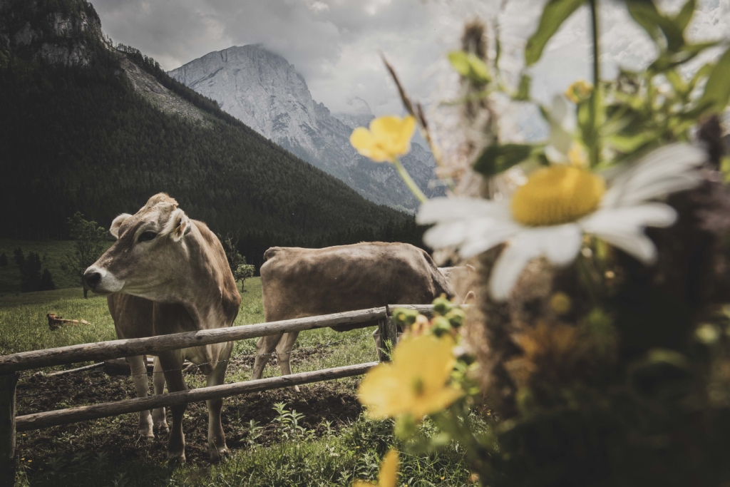 Gesaeuse, Gesäuse, Nationalpark, Steiermark, Styria