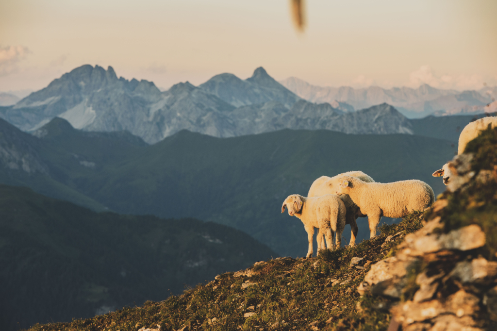 Schafe bei Sonnenuntergang bei der Gamskarkogelhütte am Gamskarkogel im Salzburger Land, Salzburg, Österreich.
