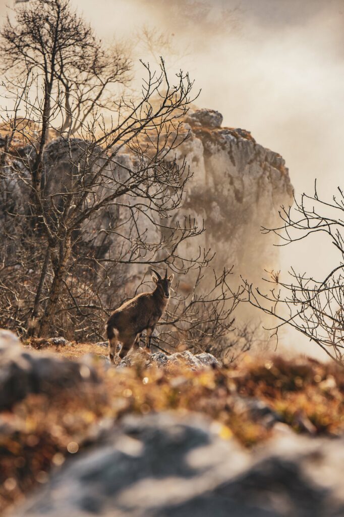 Die Steinböcke am Röthelstein im mittleren Murtal in der Steiermark, Österreich.