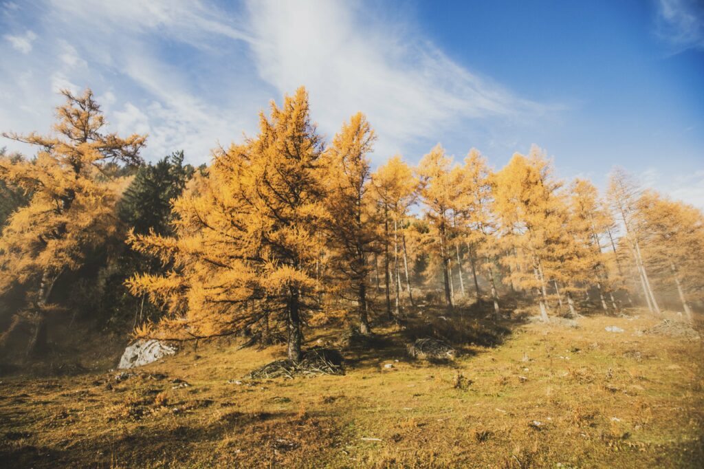 Hütte, Alm und Wald in Nebelstimmung am Röthelstein in der Steiermark, Österreich