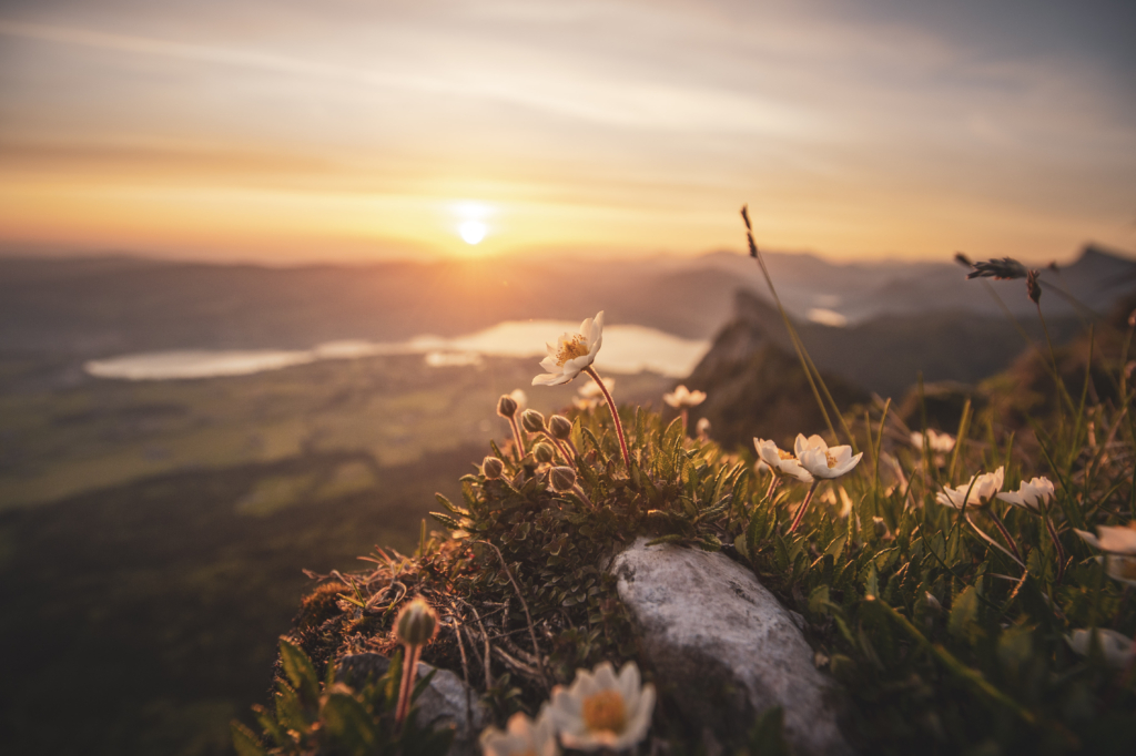 Frühlingshafter Sonnenaufgang mit Blick auf die Drachenwand und Mondsee am Schober in den Salzkammergut-Bergen an der Grenze von Oberösterreich und Salzburg, Österreich.
