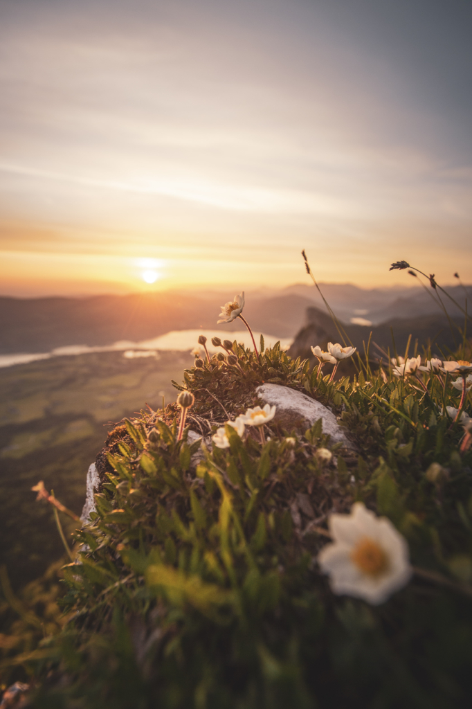 Frühlingshafter Sonnenaufgang mit Blick auf die Drachenwand und Mondsee am Schober in den Salzkammergut-Bergen an der Grenze von Oberösterreich und Salzburg, Österreich.