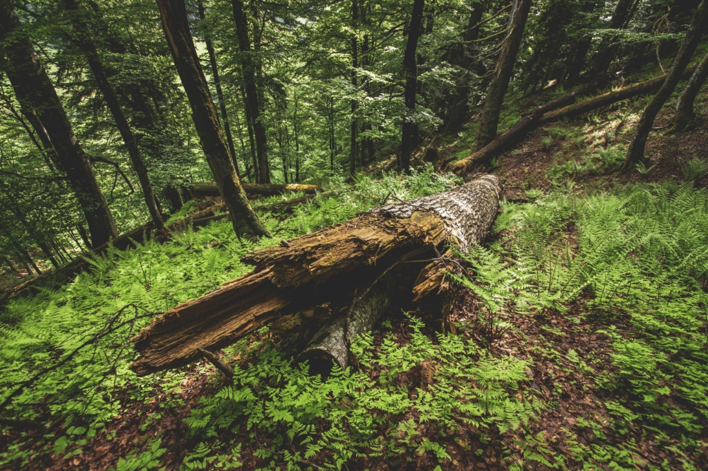 Unterwegs im Lammertaler Urwald in St. Martin am Tennengebirge, Salzburg, Österreich,