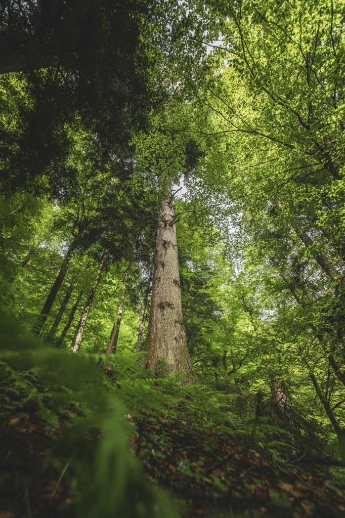 Unterwegs im Lammertaler Urwald in St. Martin am Tennengebirge, Salzburg, Österreich. Im Bild: Lammertaler "Wächter", die Tanne, 320 Jahre alt.