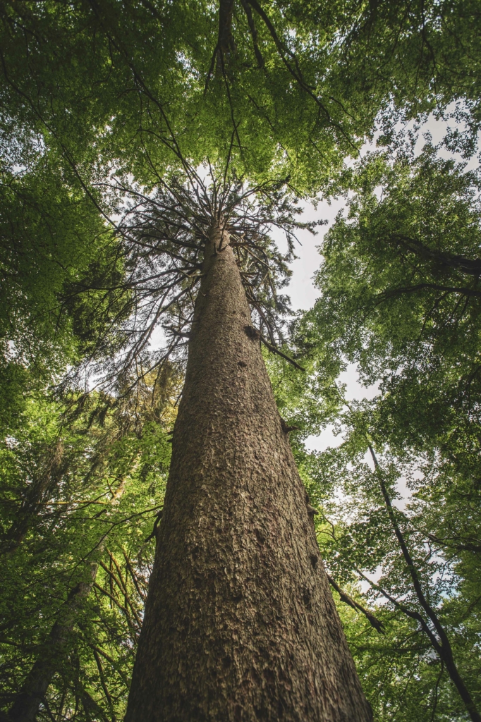 Unterwegs im Lammertaler Urwald in St. Martin am Tennengebirge, Salzburg, Österreich. Im Bild: Der alte "Tax" – Die Fichte, um die 300 Jahre alt.