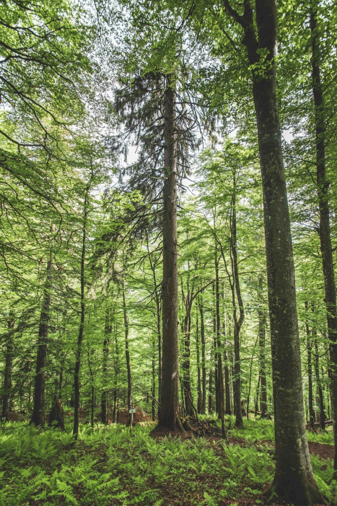 Unterwegs im Lammertaler Urwald in St. Martin am Tennengebirge, Salzburg, Österreich. Im Bild: Der alte "Tax" – Die Fichte, um die 300 Jahre alt.