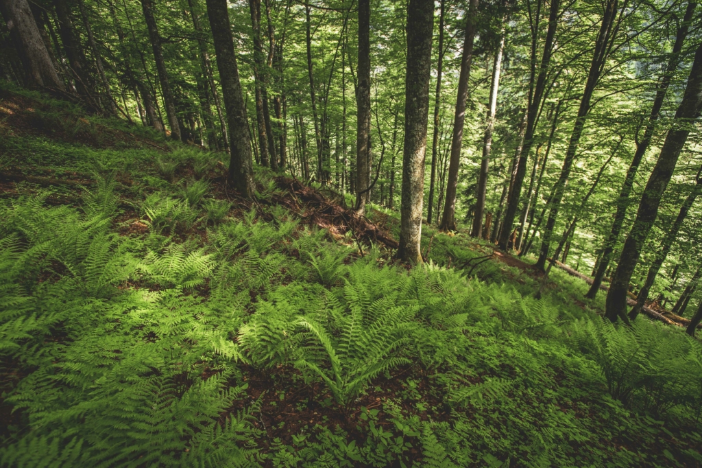 Unterwegs im Lammertaler Urwald in St. Martin am Tennengebirge, Salzburg, Österreich. Im Bild: Spießalm am Weg zum Lammertaler Urwald