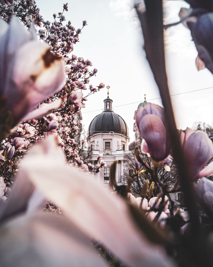 Die Magnolienbäume, Magnolien, bei Sonnenaufgang am Makartplatz in der Mozartstadt Salzburg im Salzburgerland Frühling, Österreich.