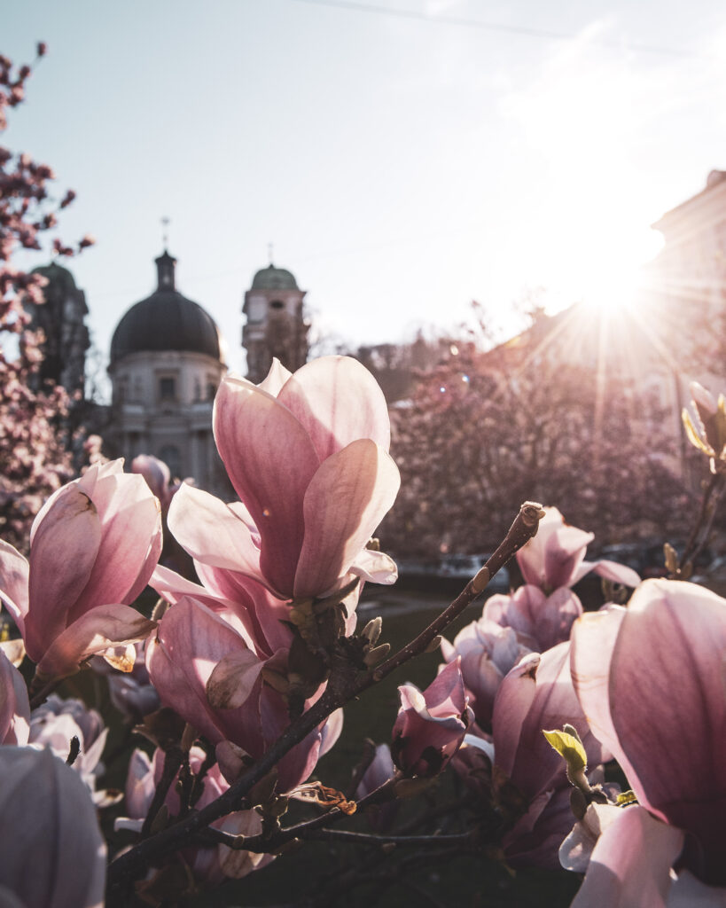 Die Magnolienbäume, Magnolien, bei Sonnenaufgang am Makartplatz in der Mozartstadt Salzburg im Salzburgerland Frühling, Österreich.