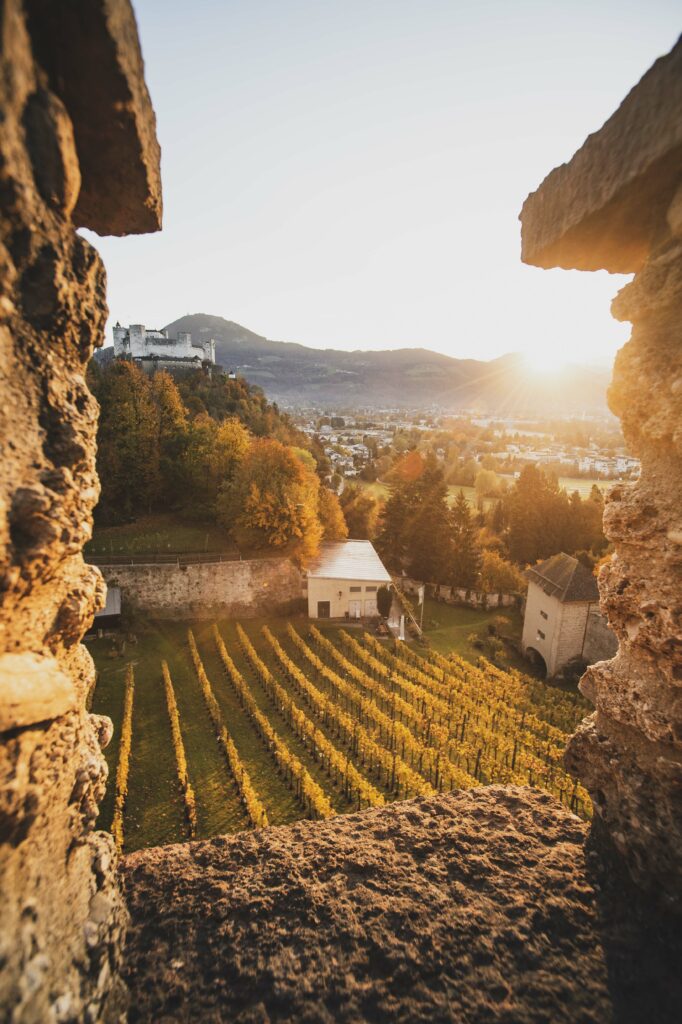 Weinreben im Bertholdszwinger auf der Richterhöhe am Mönchsberg in der Stadt Salzburg, Österreich.