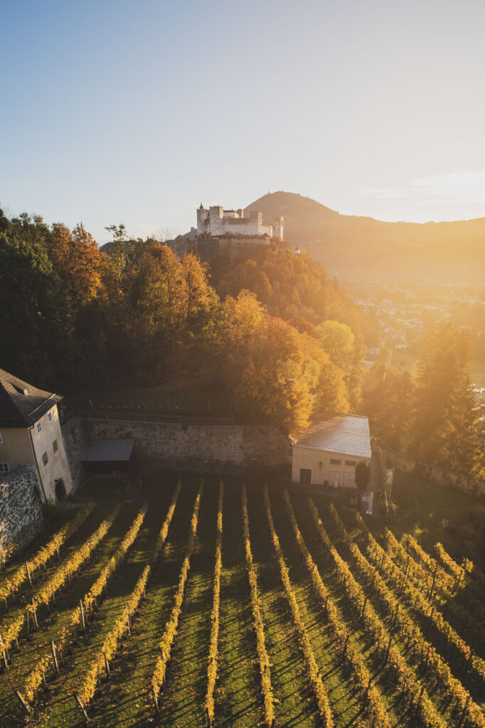 Weinreben im Bertholdszwinger auf der Richterhöhe am Mönchsberg in der Stadt Salzburg, Österreich.