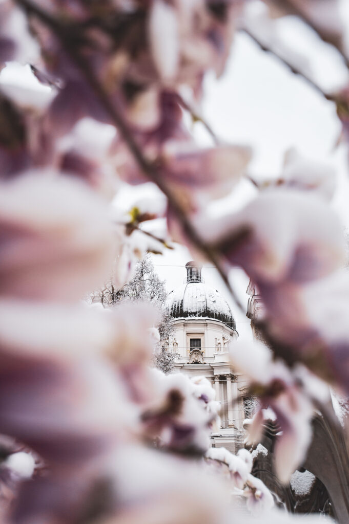 Neuschnee im April auf den Magnolienbäumen des Makartplatz, Salzburg, Österreich.