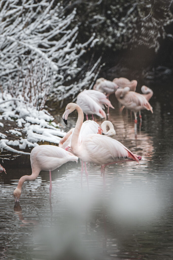 Neuschnee bei den Flamingos des St. Peter Weiher in Leopldskron, Salzburg, Österreich.