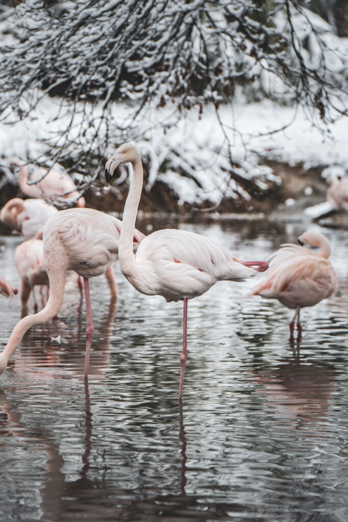 Neuschnee bei den Flamingos des St. Peter Weiher in Leopldskron, Salzburg, Österreich.