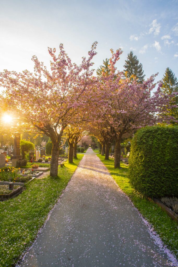 Die Kirschblüte am Kommunalfriedhof der Stadt Salzburg im Salzburger Land, Österreich.