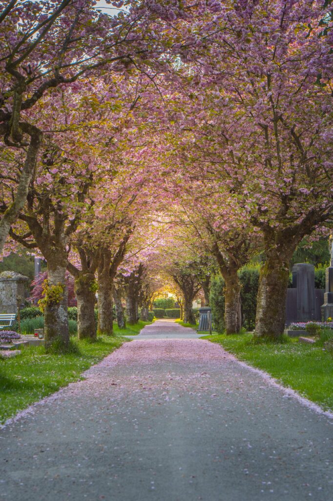 Die Kirschblüte am Kommunalfriedhof der Stadt Salzburg im Salzburger Land, Österreich.