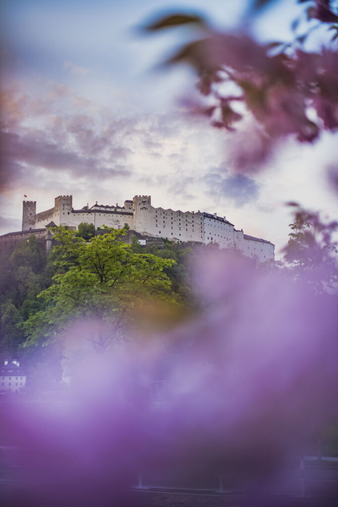 Die Festung Hohensalzburg im Frühling mit Kirschblüten im Vordergrund in der Mozartstadt Salzburg, Salzburger Land, Österreich.