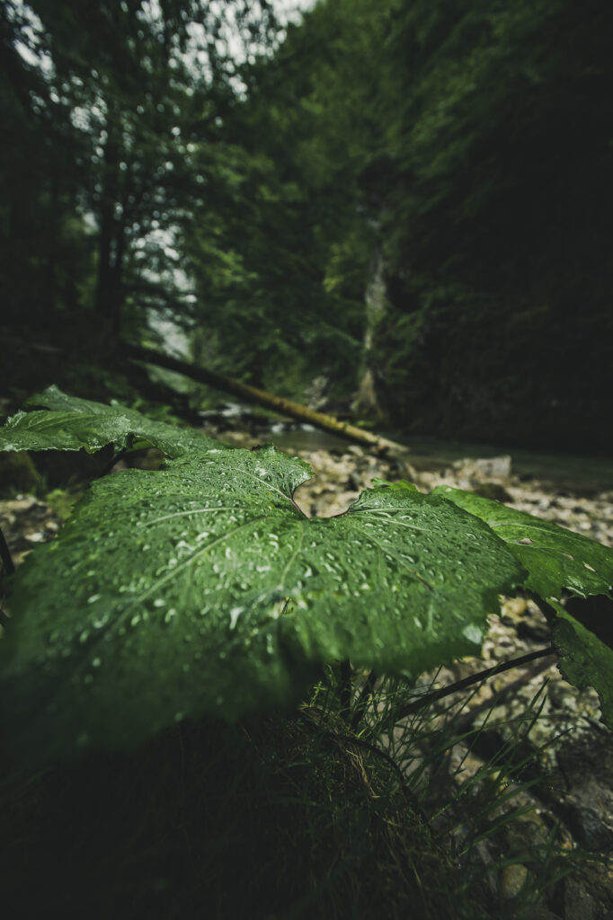 Wanderung zum Trefflingfall in Niederösterreich bei Regen und Nebel, Österreich.