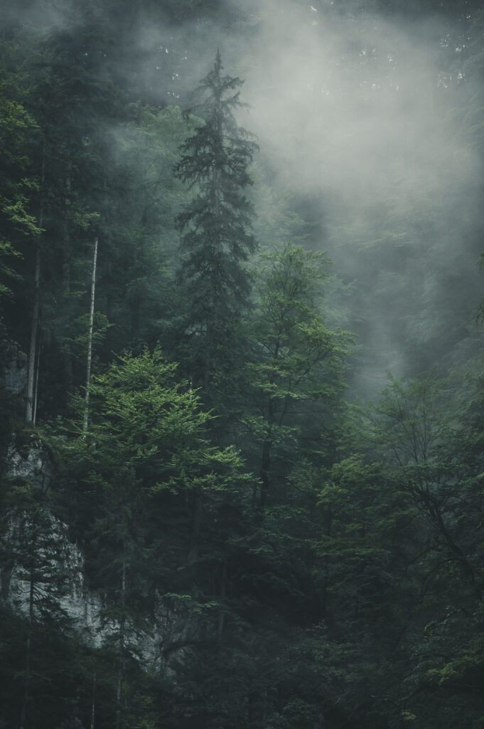 Wanderung zum Trefflingfall in Niederösterreich bei Regen und Nebel, Österreich.